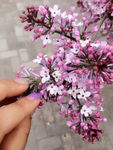 丁香花