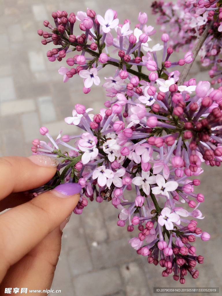 丁香花