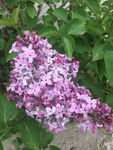 丁香花