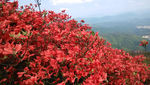 杜鹃花