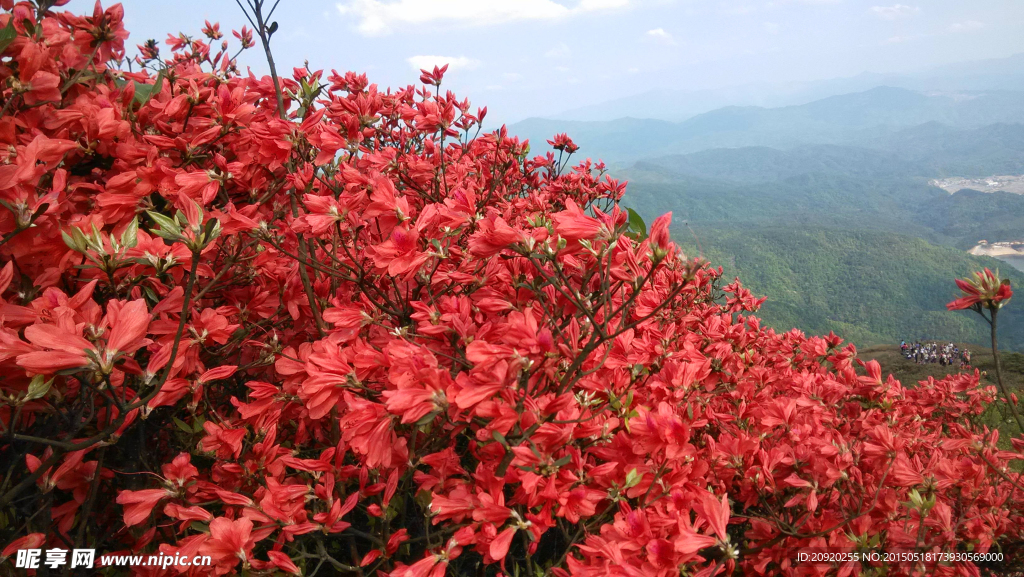 杜鹃花