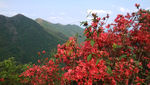 杜鹃花