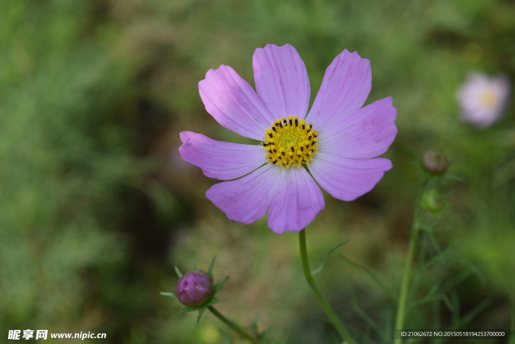 格桑花