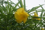 黄花夹竹桃