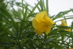 黄花夹竹桃