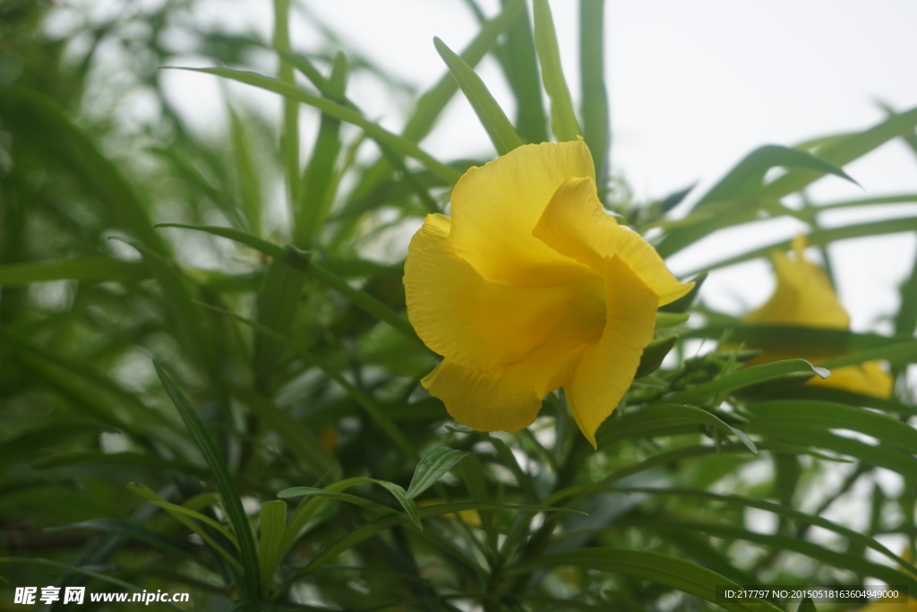 黄花夹竹桃