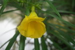 黄花夹竹桃