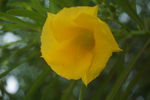 黄花夹竹桃