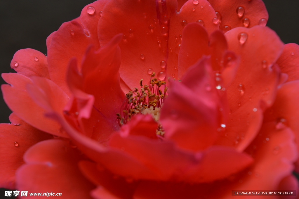 月季花