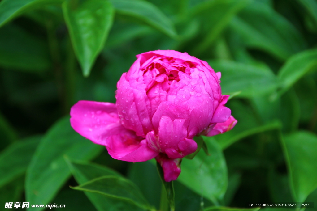 芍药花