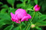 芍药花