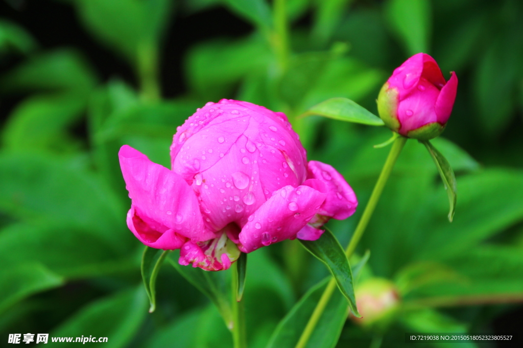 芍药花