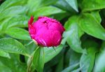 芍药花