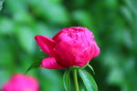 芍药花