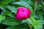 芍药花