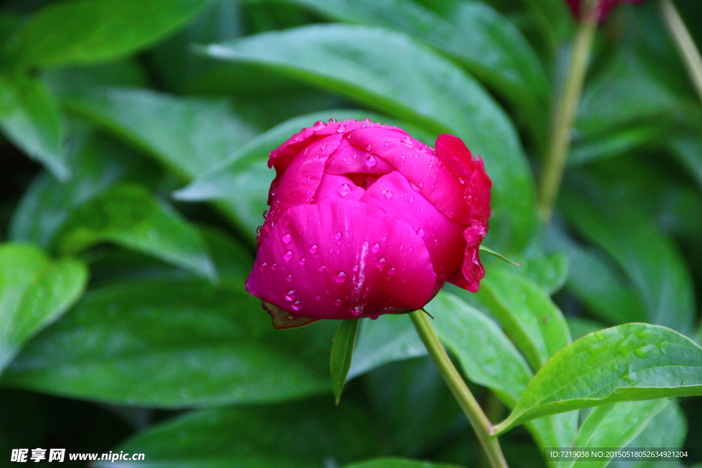 芍药花