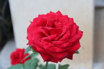 月季花