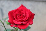 月季花