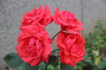 月季花