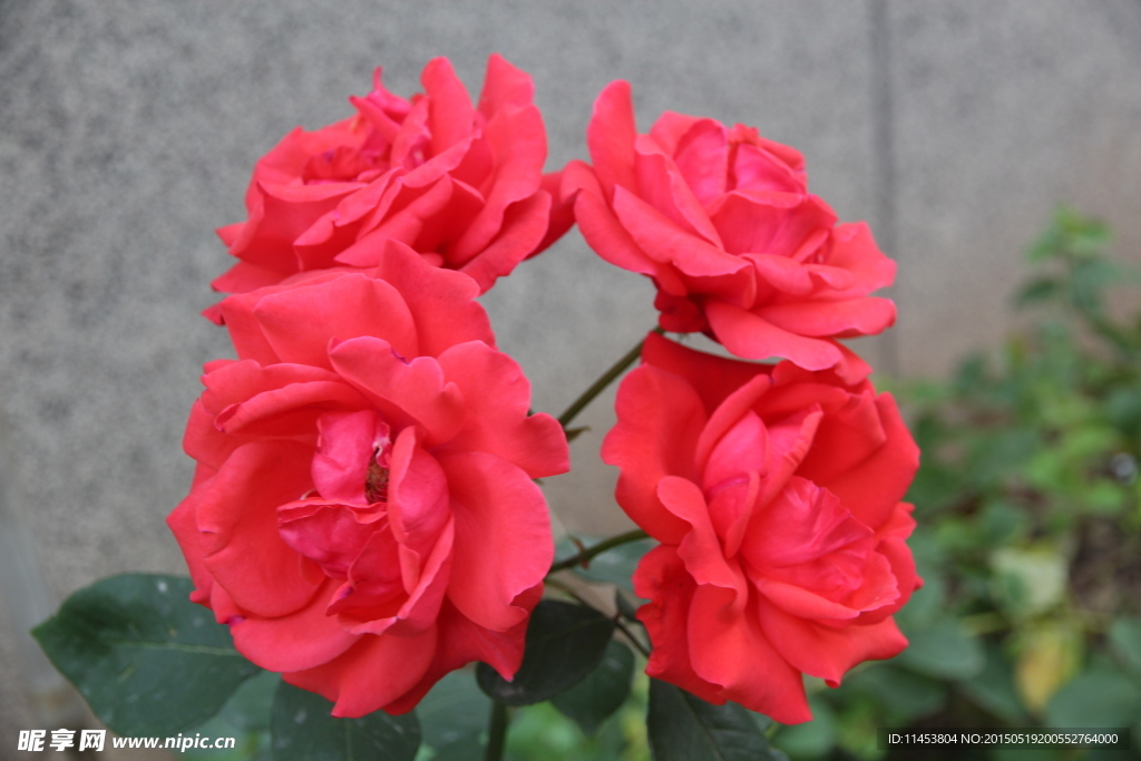 月季花