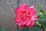 月季花