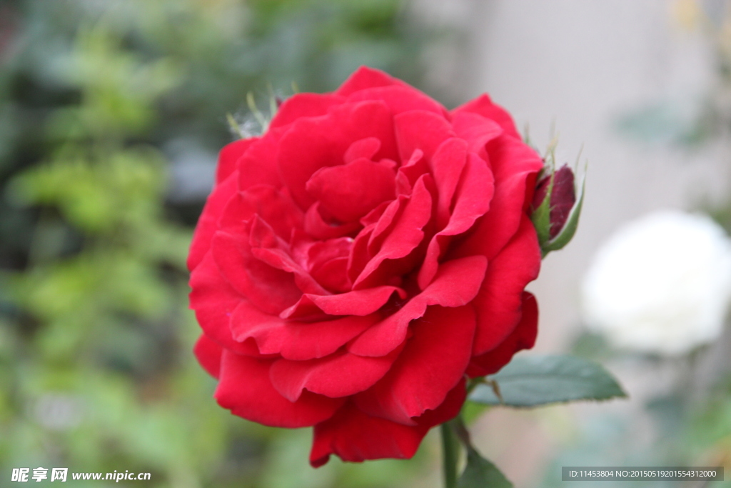 月季花