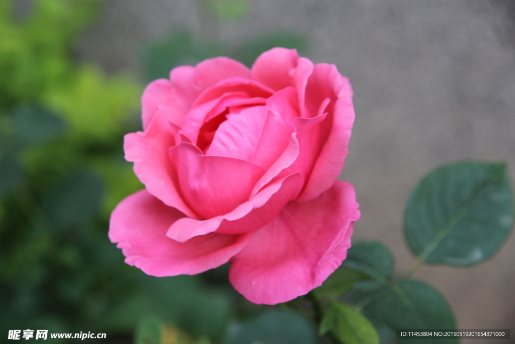 月季花