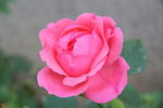月季花