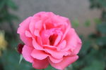 月季花