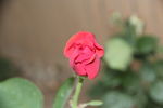 月季花