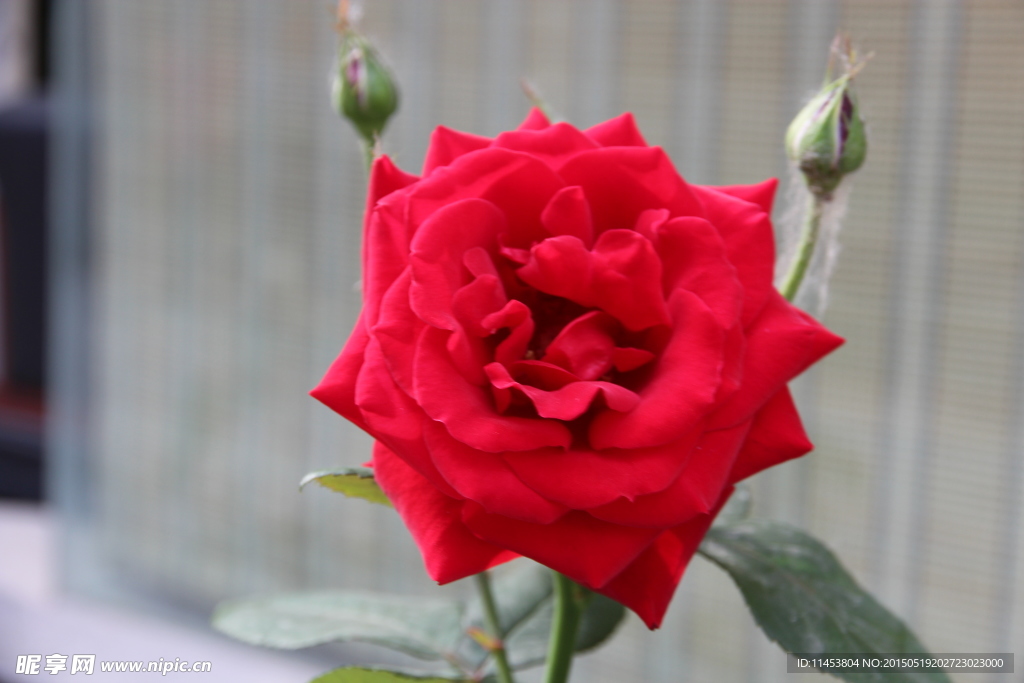 月季花