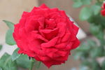 月季花