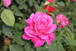 月季花