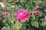 月季花