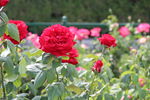 月季花