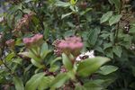 花蕊
