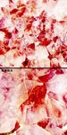 红色瑰宝冰晶贴图（合层）