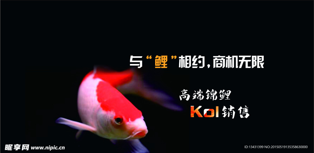 锦鲤鱼