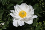 芍药