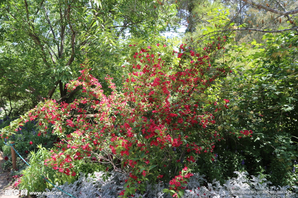 锦带花