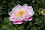 芍药