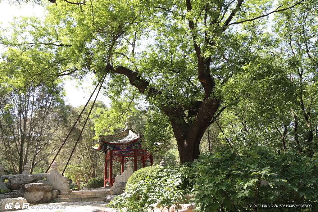 绿化景观