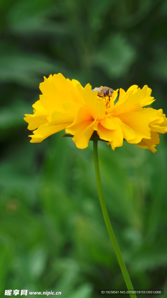 金鸡菊