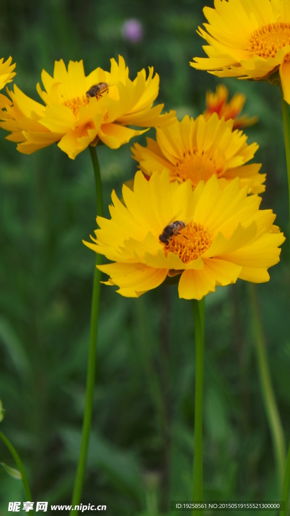 金鸡菊