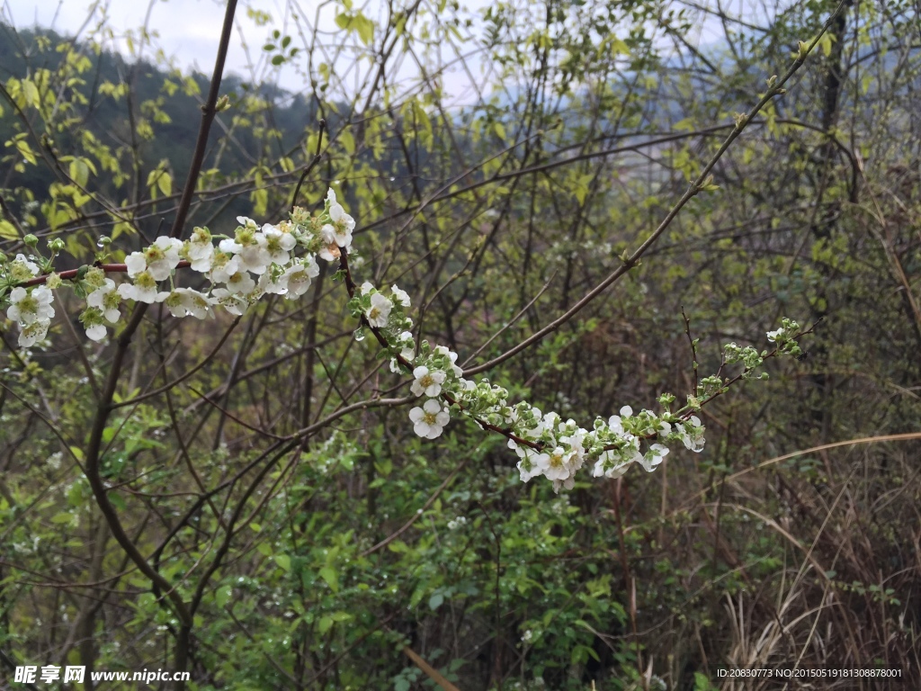 小野花