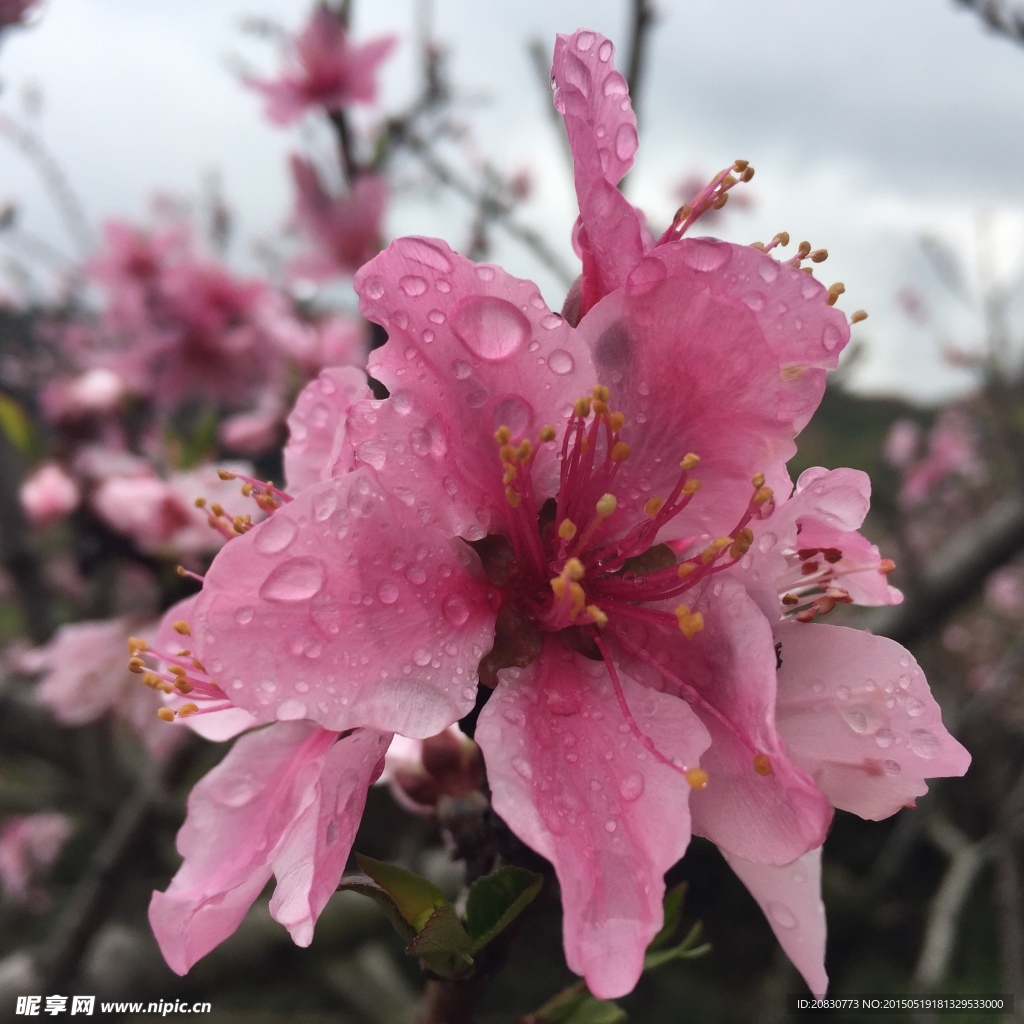 桃花