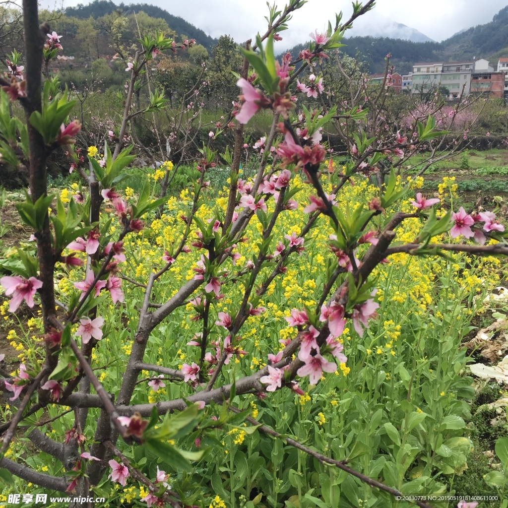 桃花