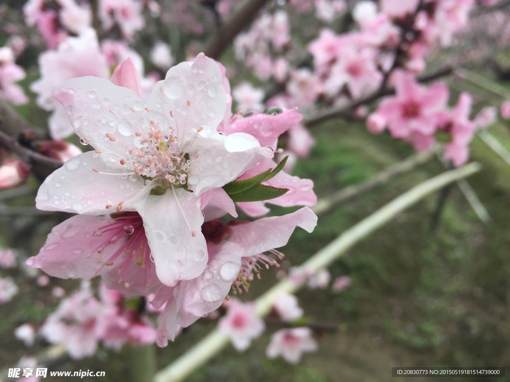 桃花