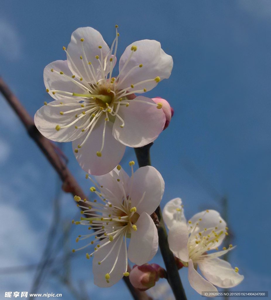 梅花