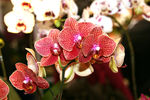 鲜花